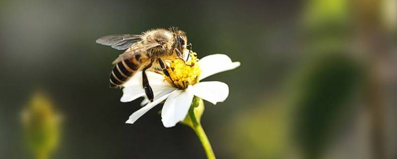 蜜蜂受人们欢迎的原因是什么(蜜蜂的几大特点)