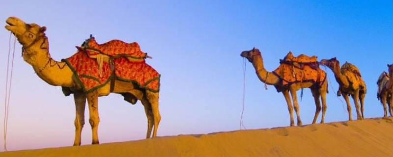 骆驼为什么可以长时间不喝水(骆驼缺水为啥还能活)