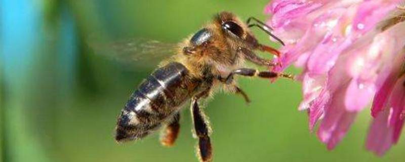蜜蜂象征着什么(蜜蜂代表什么象征)
