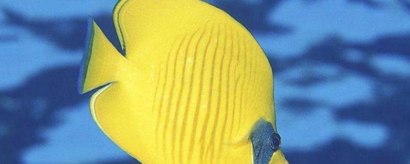 海里黄色的鱼是什么鱼(身体扁扁的黄色的鱼)