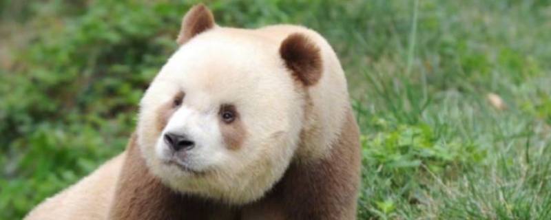 棕白色大熊猫叫什么名字(成年大熊猫是什么颜色的)