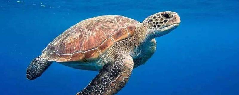 海龟的简单介绍(关于海龟的资料的简介)
