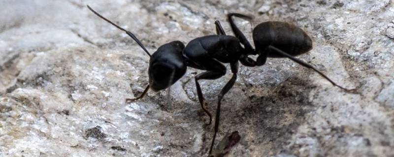 家里有蚂蚁是什么原因(家里出现小蚂蚁 特别小)