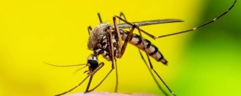 蚊子的种类(蚊子图片种类大全图片)