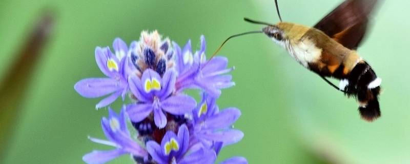 蜂蛾是保护动物吗(吃害虫的动物有哪些)