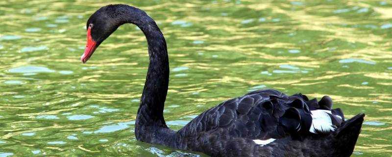 黑天鹅属于几级保护动物(野鸭属于几级保护动物)