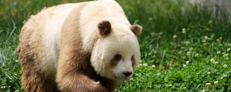 大熊猫新亚种在哪(大熊猫被公认为新亚种)
