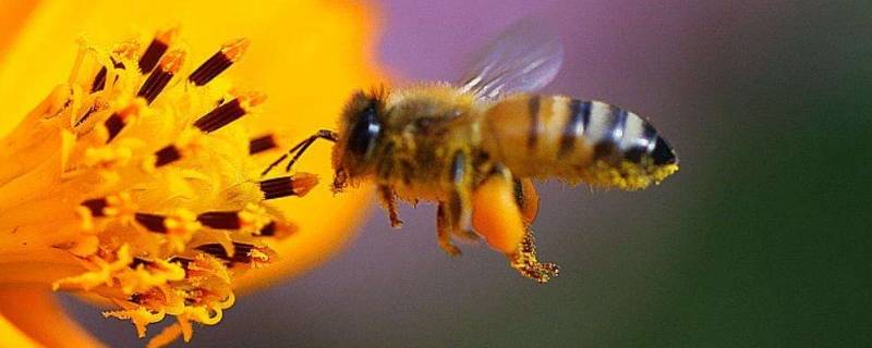 蜜蜂是节肢动物吗(蜜蜂分工)