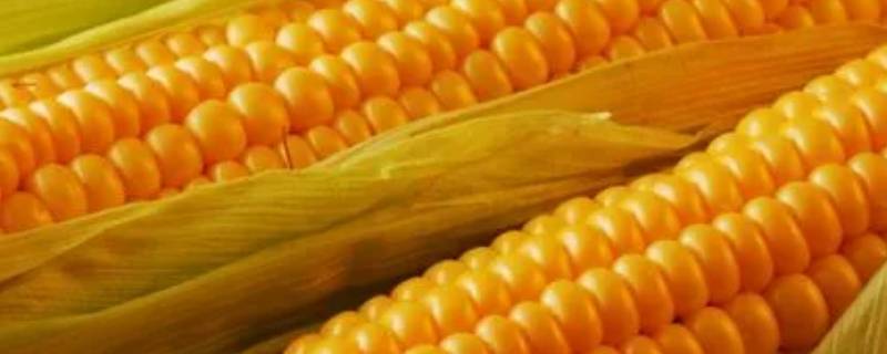 酵素玉米是什么东西(酵素玉米饲料的制作工艺)