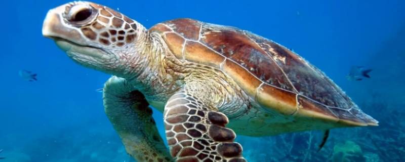 海龟是几级国家保护动物(国家二级保护动物海龟)