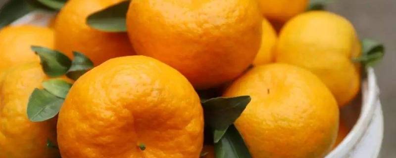 橘子和橙子杂交出来的是什么水果(沃柑是去火还是上火)