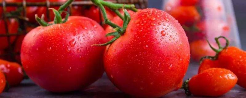 西红柿可以放冰箱保鲜吗(豆角放冰箱怎么保存)