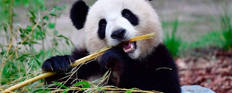 为什么熊猫喜欢吃竹子(为什么熊猫吃竹子原因)