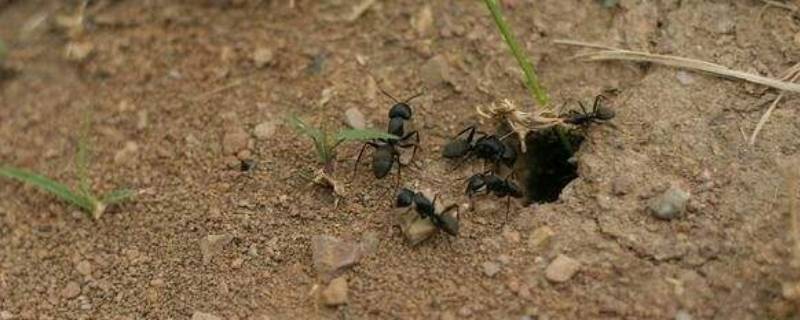 观察蚂蚁是科学研究吗(以下不是天然材料的是)