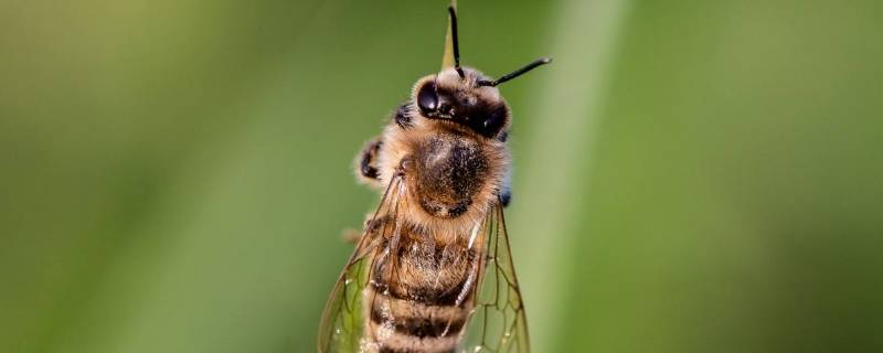 冬天有蜜蜂出来吗(冬天蜜蜂为什么会跑)