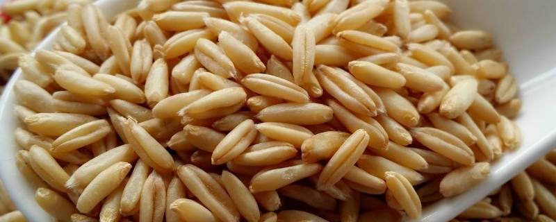 裸燕麦和皮燕麦有区别吗(裸燕麦和皮燕麦谁的产量高)