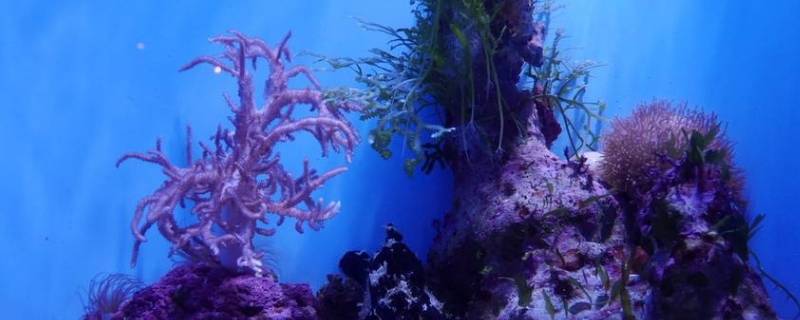 海葵和珊瑚有什么区别(珊瑚图片大全)