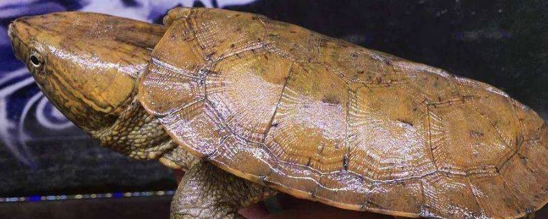 鹰嘴龟是国家几级保护动物(养鹰嘴龟要办什么证)