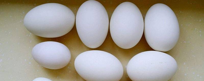 鹅蛋煮多久(鹅蛋怎么做不腥又营养)
