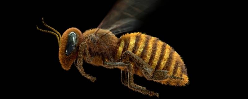 蜜蜂进家可以打死吗(蜜蜂进家里有什么预兆)