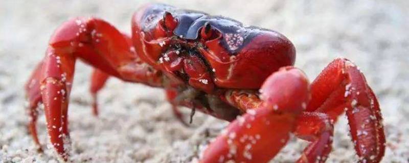澳大利亚红蟹能吃吗(圣诞岛红蟹可以吃么)