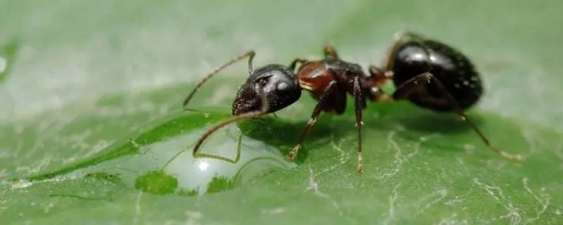 蚂蚁是节肢动物吗(节肢动物和昆虫的区别)
