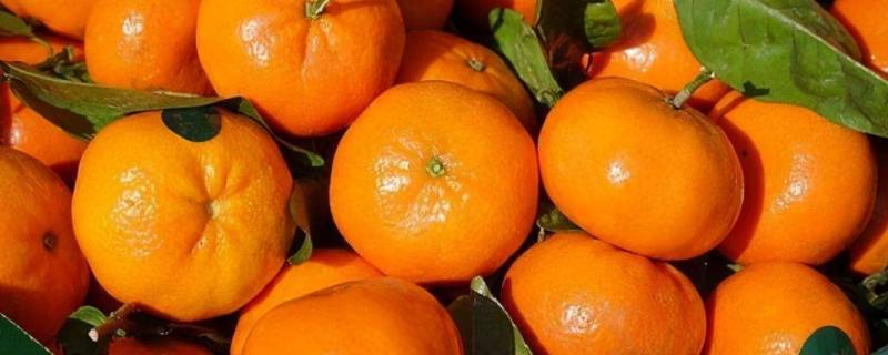 橘子的寓意和象征着什么(橘子为什么代表爱)