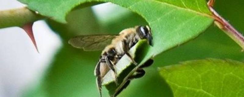 切叶蜂和樵叶蜂有什么区别(毛腹切叶蜂)