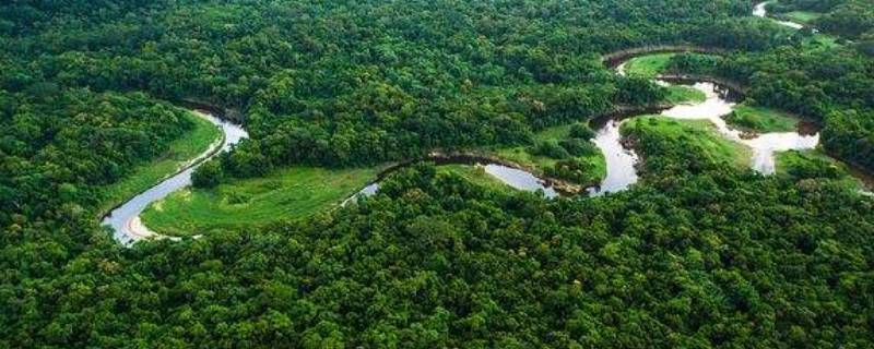 亚马逊雨林被誉为什么(热带雨林被称为地球之什么)