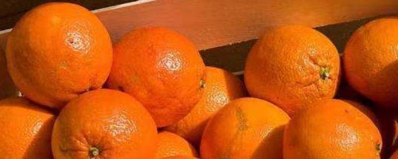 粑粑柑和橘子有什么区别(粑粑柑是什么)