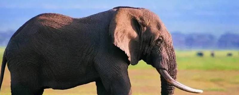 非洲象和印度象的区别(云南4名地质学家失踪)