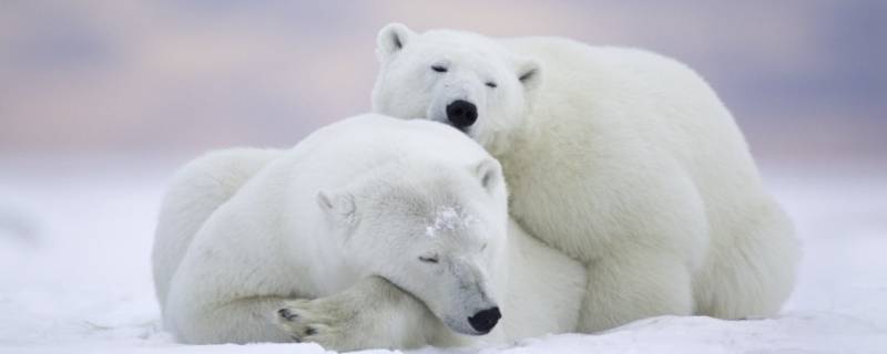 北极熊和企鹅能不能生活在一个地方(北极熊在南极为什么叫北极熊)