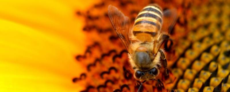 能够制造蜂蜡的是哪种类型的蜜蜂(蜜蜂的蜂蜡图片)