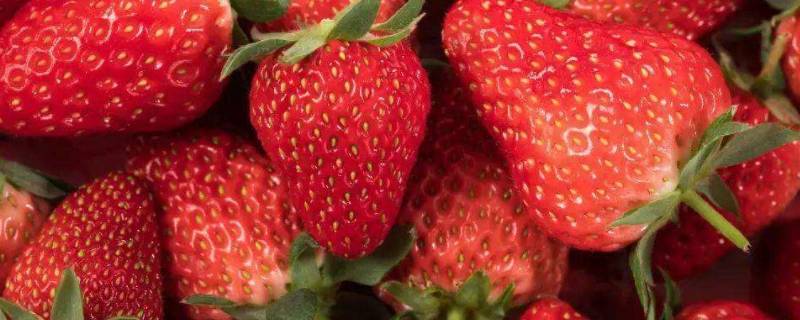 12月份草莓是反季水果吗(3月份吃什么水果)