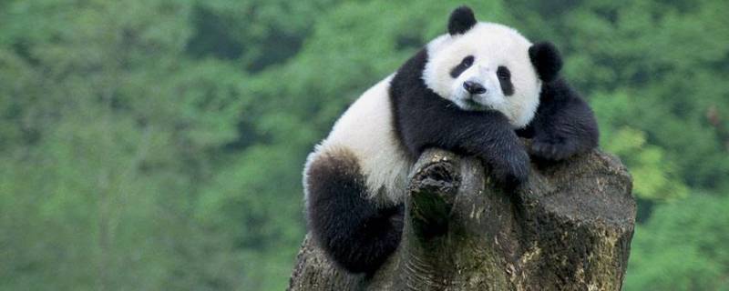 熊猫要冬眠吗(大熊猫不需要冬眠)