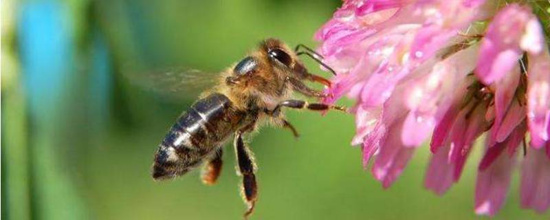 蜜蜂是什么目(蜜蜂属于什么目什么科)