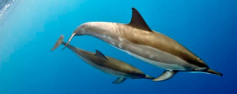 海豚和白鲸的区别(海豚和白鲸图片)