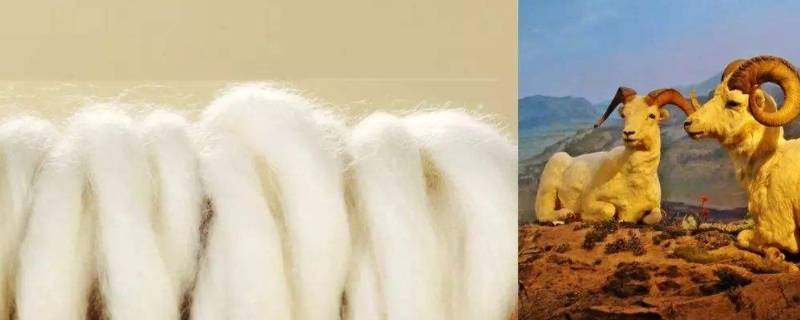 巴素兰羊毛与普通羊毛的区别(巴素兰羊毛扎人吗)
