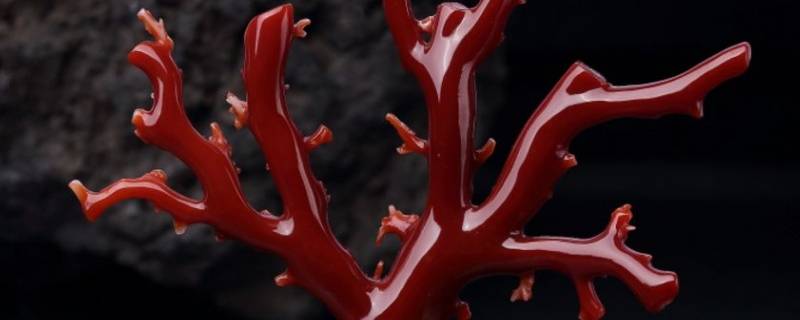 海底红塑料是什么(海底塑料是什么)