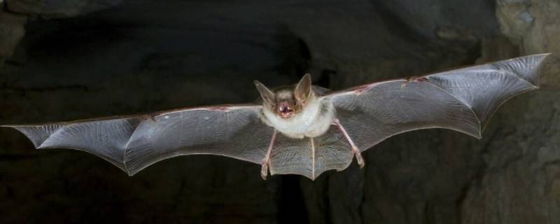 蝙蝠属于什么动物类型(蝙蝠是一种小型兽类还是昆虫)