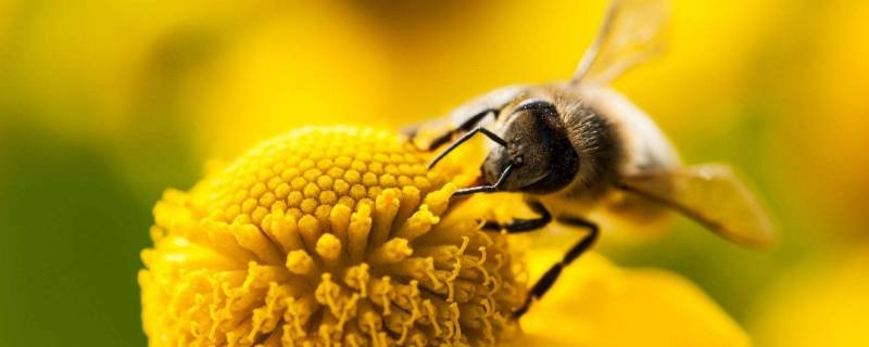蜜蜂是谁的好朋友(蜜蜂和花儿说话仿写句子)