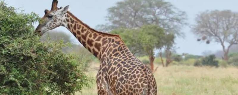 长颈鹿是几级保护动物(长颈鹿属于国家几级保护动物)