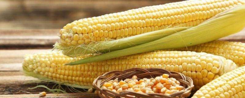 玉米为什么叫玉蜀黍(蜀黍是什么粮食)