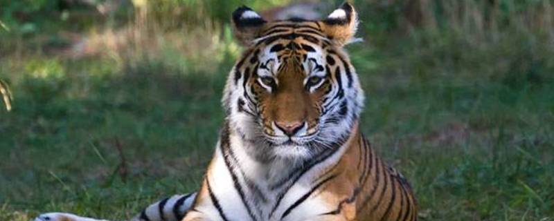 老虎的耳朵是什么形状(老虎有几只耳朵)