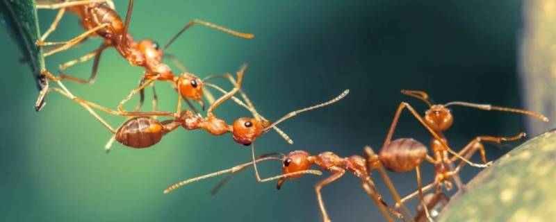 家里有小黄蚂蚁是什么原因造成的(有黄色的小蚂蚁怎么办)