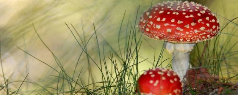 什么是迷幻毒蘑菇中的主要成分(迷幻菇的主要成分是什么)