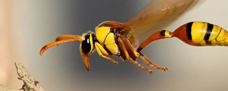 黄蜂的身体有黑黄相间的醒目条纹叫做什么(you黑黄相间的醒目条纹叫做什么)