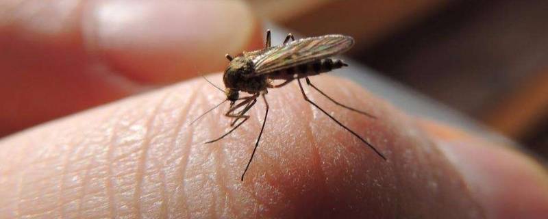 为什么12月还有蚊子(1月的温州还有大量老大个的蚊子)