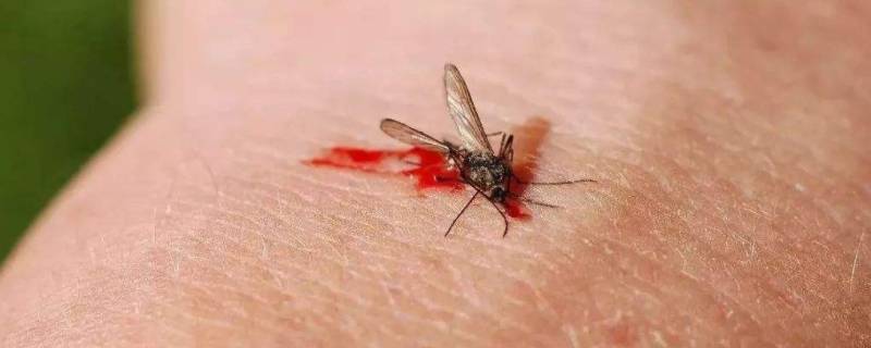 为什么蚊子要吸血(蚊子吸血全过程)