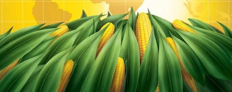 玉米有哪些品种(全国各地收购玉米价格表)